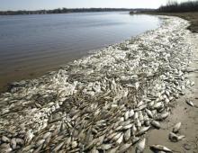 Θάνατος ψαριών το χειμώνα: χαρακτηριστικά, πιθανές αιτίες και μέθοδοι πρόληψης