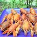 How to cook delicious crayfish