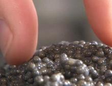 Comment distinguer le caviar naturel du caviar artificiel
