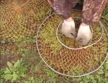 How to catch crayfish using crayfish traps