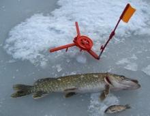 Zimski ribolov ščuke na nosilcih