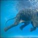 Ali lahko sloni plavajo in druge podrobnosti o slonih Ali sloni lahko plavajo