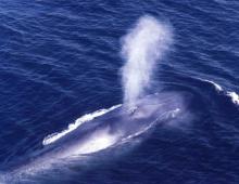 Description and photo of the blue whale