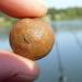 What boilies are and their varieties